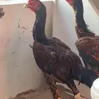 ديك باكستاتي