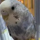 انتثى طير حب منتجه للبيع