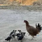 دجاجه بلديه مع صيصانها للبيع