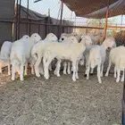 طليان