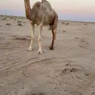 ناقه ضريبه