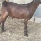 مشروع فحل ادهم ادبس مطور(تم البيع)