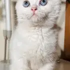 قطه للتبني ذكر