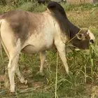 ثور
