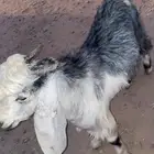 تيس عارضي للبيع
