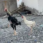 دجاج بكستاني