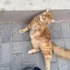 انقاذ قط في الوشم حي المربع