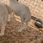 طليان ذبابح للبيع