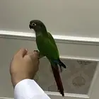 كنيور اليف وهدد نشبه(تم البيع)