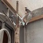 عصافير جاوا