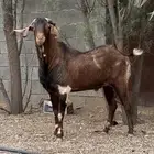 تيس فاخر للبيع