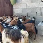 معزا ولد كفو