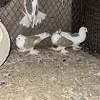 حمام شيرازي