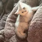 قط سكوتش فولد للبيع 400 ريال