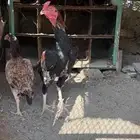 ديك باكستاني - سندي