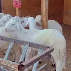 طليان سواكن فل شحم مرابي 4 شهور