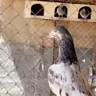 حمام باكستاني