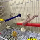 محميه فرح