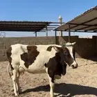 بقره للبيع