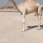 بكره لقيه طيبه ( هجن )