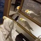 كروان اليف هدد خارجي بدايه كلام