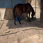 خيل شعبي