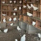 حمام فرنسي منتج سوبر جامبو