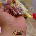 فروخ كروان لاتينو اصفر