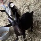 عنز وتيس قزميات للبيع