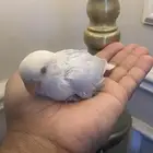 فرخ روز نهاية غر (( تم البيع خارج الموقع ))