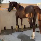 حصان واهو فرنسي للبيع