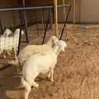 خرفان ذبايح