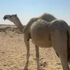 لقحه وضحا للبيع