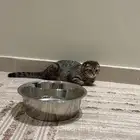 قط بعمر 4 شهور