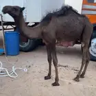 بكره دبيانيه حقه