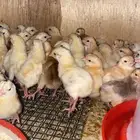صوص بلدي