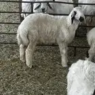 شياه 2 و خروف للبيع في ملهم