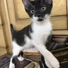 كتن للتبني