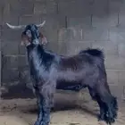 تيس ادغس