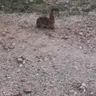 للبيع ارنب
