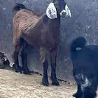 تيوس حريه نظاف وسمان