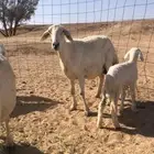 حريات مواليد