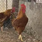 ديوك تركية 2 اصيلة