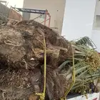 خلاص كبار بتمره