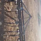 للبيع مشط حراثه 11 سن   جرافات 3 مساحي