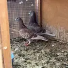 للبيع جوز زواجل وحمام شماعي تيدي