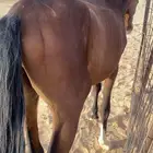 خيل عربي