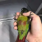 سلام عليكم عندي كنيور أليف مرا وماله شهر فاطمه