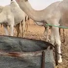 البيع بغير منتج ولد الحاكم الهرش السوم20