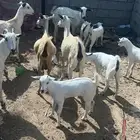 ماشاءالله تبارك الرحمن